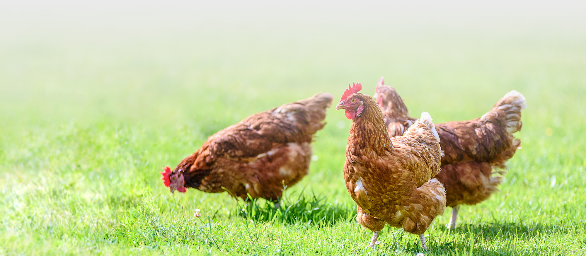 Header Unterseite Default