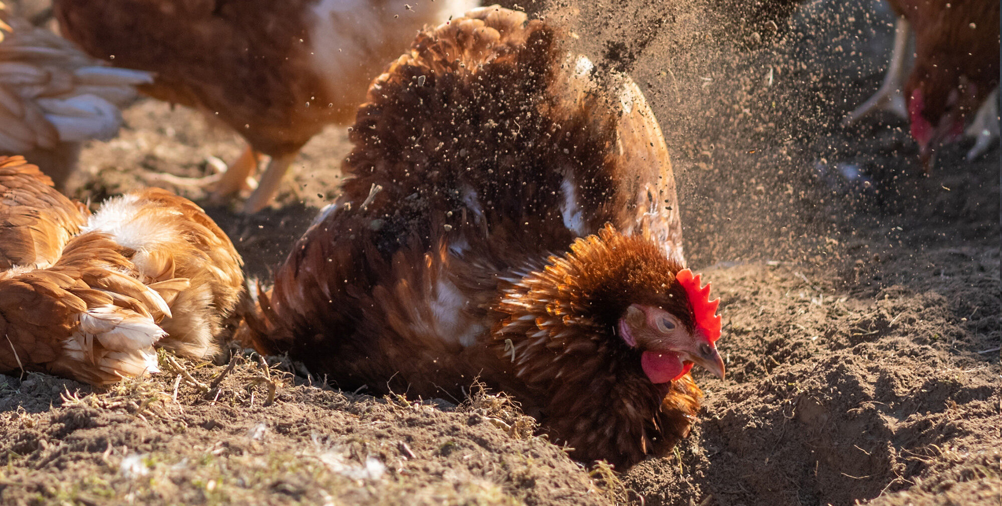 Unsere Huehner Parallax E1621431517563